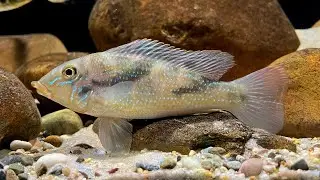 Retroculus lapidifer, subadults