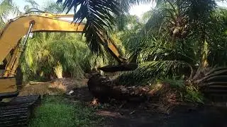 poclain tree moving!!and road clear