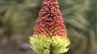 Feature Plants - Kniphofia uvaria (Red Hot Poker)