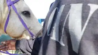 How to Communicate with a 🐴Horse: Beginner-Friendly Tips from Souf Sil!