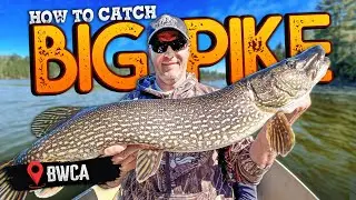 Trophy Pike Fishing in Minnesota &ndash; Basswood Lake Delivers