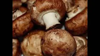 Top 5 nutritional health benefits of mushroom 