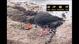 Cute oyster catcher eating oysters ❤️ #cute #birds #bird #nature #animal #animals #like #happiness