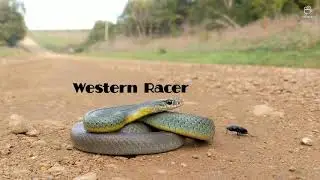 Herping the Midwest