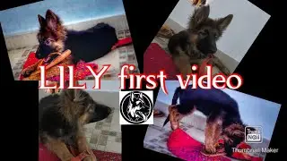 😘🐕&zwj;🦺😘MY NEW PET.....Cute GERMAN SHEPHERD (GSD)❤️❤️...... LILY- the gsd #Lily