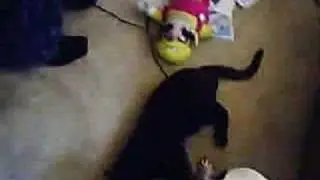 Kasumi's Rage- Angriest Pug