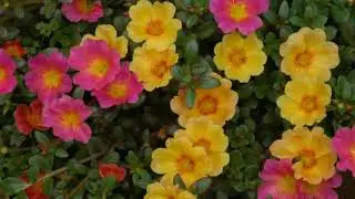 167.{Part-2} गर्मियों में लगाये जाने वाले फूल/List of Summer Season flowers-2