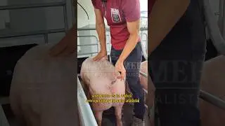 C&oacute;mo saber cu&aacute;ndo mi cerda est&aacute; en celo?