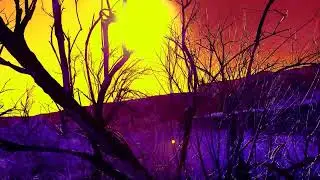 Forest of Orthanc - 