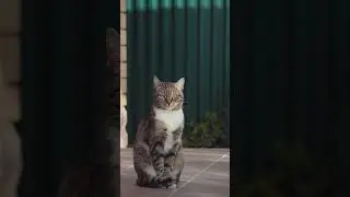 Daily Animal Moment 640