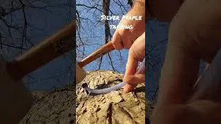 Silver Maple Tapping - January 2023 - Northern Illinois