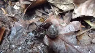 Woodlouse - Porcellio scaber -  Gr&aacute;lodda - Gr&aacute;p&ouml;ddur - Krabbad&yacute;r - P&ouml;ddur