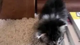 Moo 1