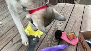 Bark Box Unboxing | July 2019