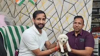Top quality Labrador puppy sell in amit pet shop any query pls call 8353948493#azamgarh #pets #dog
