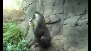 Monkey Business