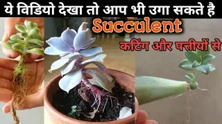Succulent Echeveria Plant Propagation/Succulent ki Care Kaise Kare/कटिंग और पत्तीयों से Succulent