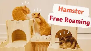 Hamster Free Roaming Guide 🐹