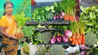 Big Harvest in our Terrace Garden 🥰🌾Tips for Gardening..#trending #garden #viralvideo #ytviral 