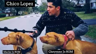 “ Chico Lopez” Why nobody else have my dogs by CHICO LOPEZ - PART 2 (The inside information)