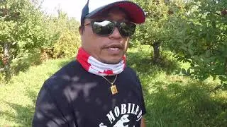 Apple picking 2020 at Williams Orchards Milton Ontario
