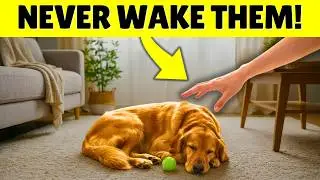 10 Dog Care Secrets That Could Change Your Dog&rsquo;s Life