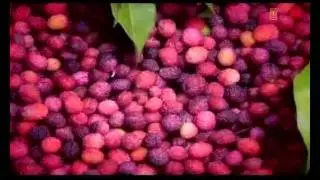 Ud Ja Panchhi (Kumaoni Folk Song) - Ki Bhalo Tero Mann
