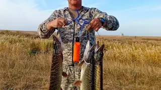 раздача щуки