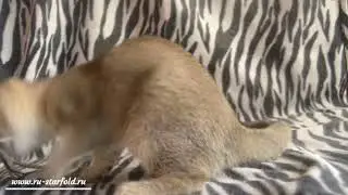 Ru-Star Fold Naffy. Котик. 4 месяца