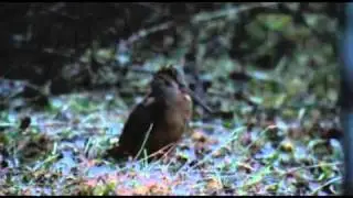Male woodcock mating call