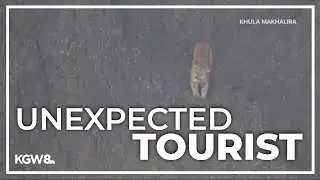 Haystack Rock area reopens after cougar departs from Oregon coast landmark