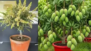 Best Size Plan For Terrace Garden // Maidul's Gardening 