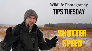 Tips Tuesday | Mastering Shutter Speed for Wildlife Photography: A Beginner's Guide