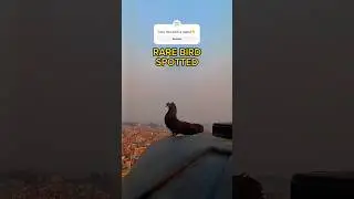 A Rare Bird Sighting! Stunning Fan Tail Pigeon Captured on Camera