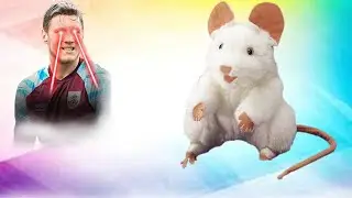 BIG DUTCH RATS