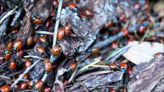 Convergent Lady Beetle (Hippodamia convergens) 12/2011