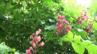 Bot&aacute;nica: Floraci&oacute;n del falso casta&ntilde;o de flor roja