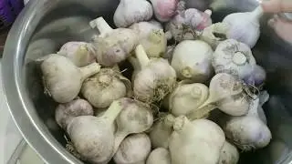 Սխտորի Թթու - Соленый Чеснок на зиму - Salty Garlik/кухня САТЕНИК