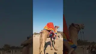 نزول المرأة من الجمل بكل وقار!#RuralLife #DesiCulture #VillageLife #HardWork #Nature