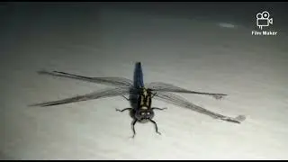 anisoptera (dragonfly )