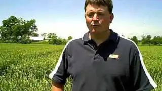 Field Diagnosis: Wheat Scab