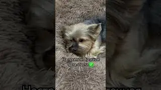 #music #rap #hiphop #love #yorki #популярное #yorkie #рекомендации #счастье #йорк #прикол #залетит