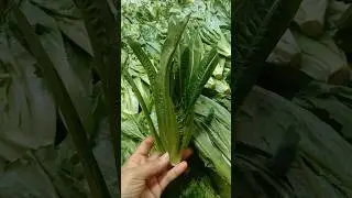Sayur yaumatjoi #pasarsayur #shortvideo