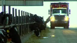 Industrial cattle farm with feed truck