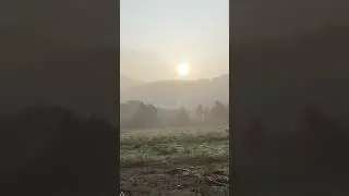 Misty Morning Sunrise in the Forest 🌅🌫️ - NESTHAM NATURE  #nesthamnature