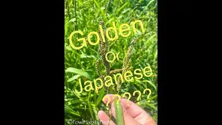 Golden or Japanese Millet for Ducks