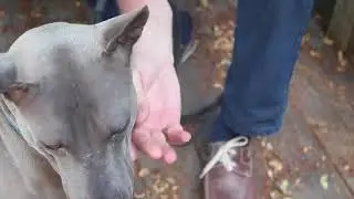 Canadian Thai Ridgeback Breeder - Wolf meets Stranger