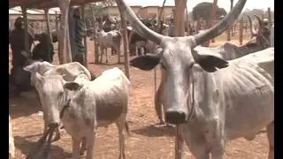 Cattle Traders call for improve Social amenities in the Tamale Cattle Market 16