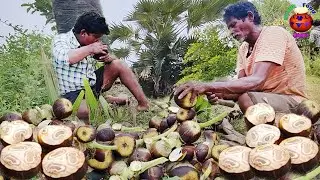 Natural toddy palm fruit | Palm fruit cutting & Eating | Ice apple cutting video
