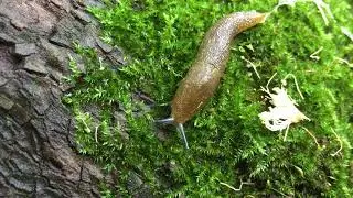 Green Cellar slug